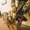 CID, K-9 units begin partnership