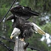 Eagle Passage opens at Northwest Trek Wildlife Park