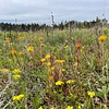 Rooting balsam on the joint base