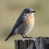 Bluebirds mean spring has arrived on JBLM 